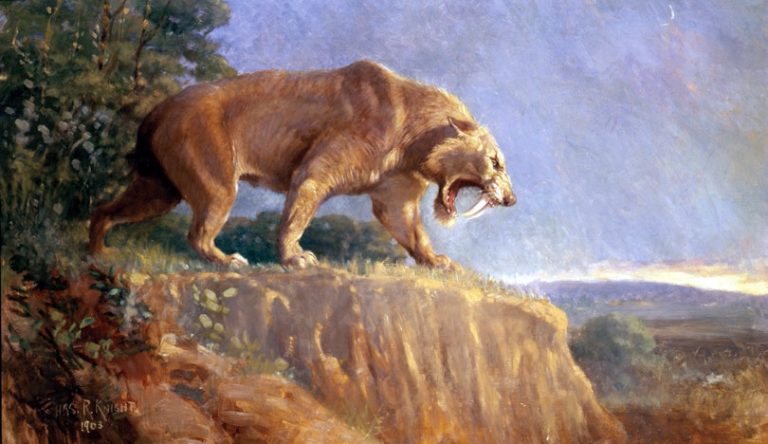 Sabertooth Tiger Roamed Alaska The Evidence Revealed - dvdt4xe