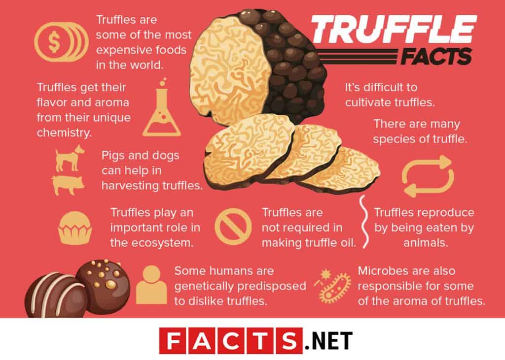 30 Truffle Facts About The World's Most Expensive Fungus