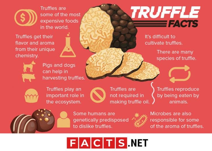 30 Truffle Facts About The World's Most Expensive Fungus