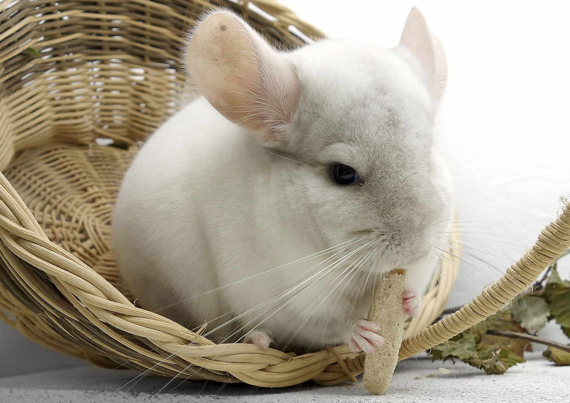 50 Charming Chinchilla Facts That You Have To Know