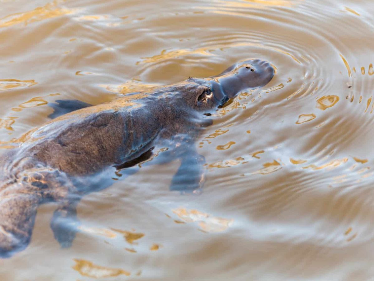 50 Platypus Facts About The World Strangest Mammals