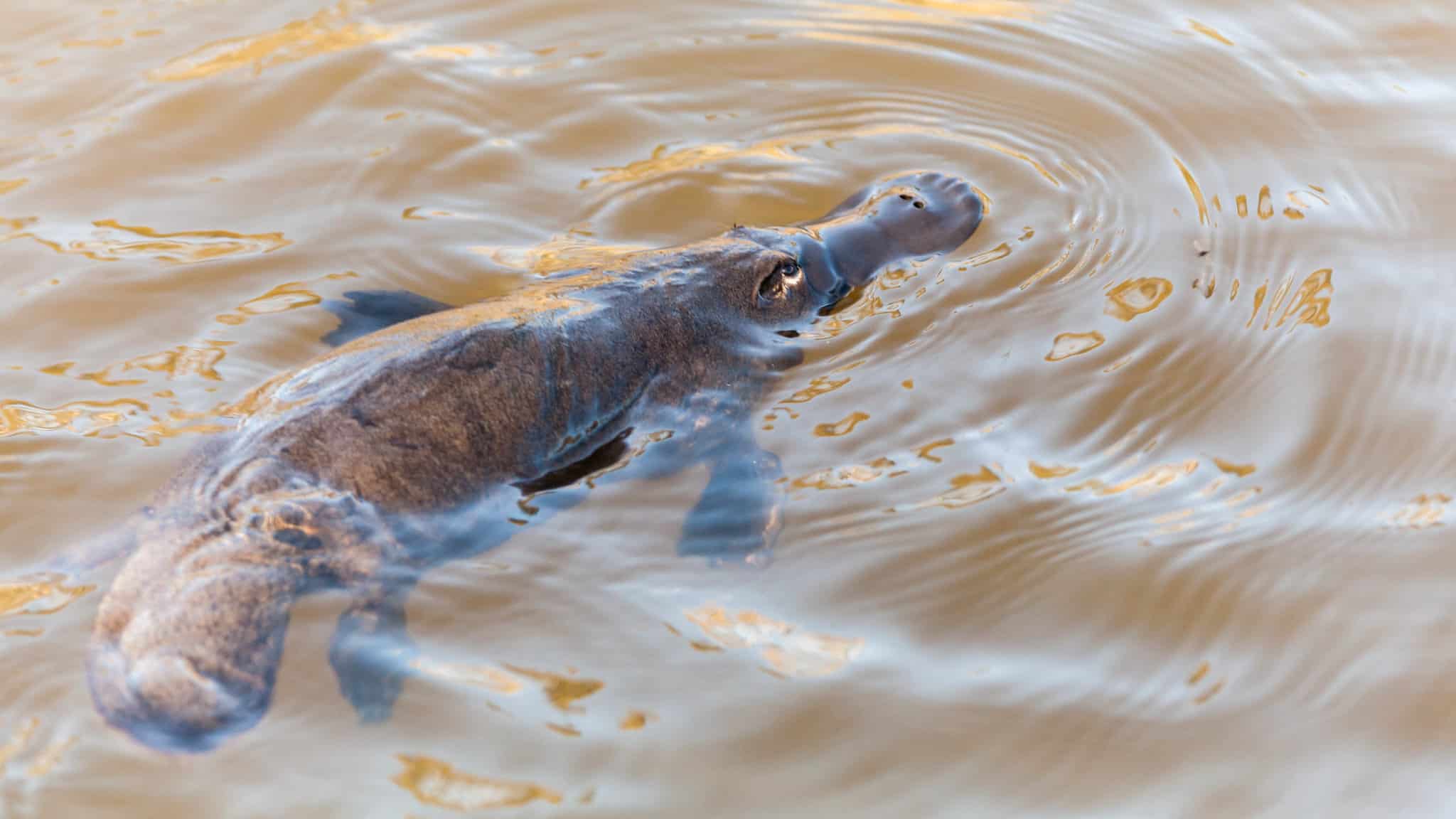 50 Platypus Facts About The World' Strangest Mammals