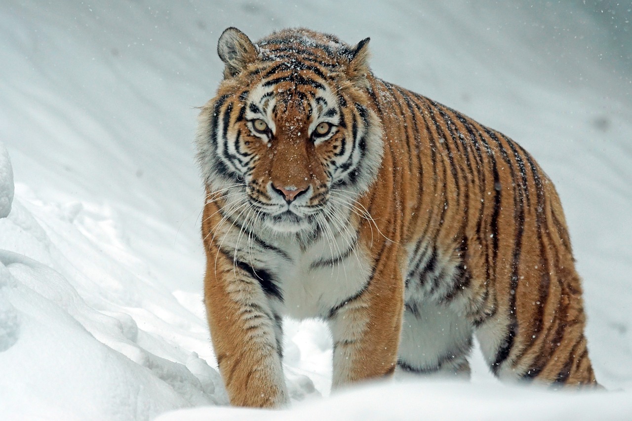 tiger, snow