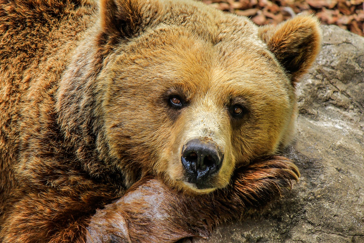 Amazing Facts about Grizzly Bears