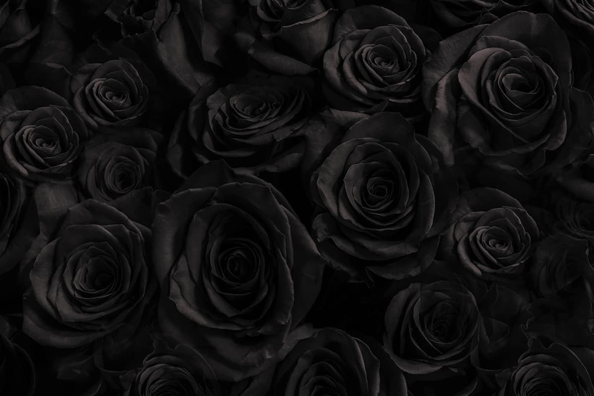 black roses