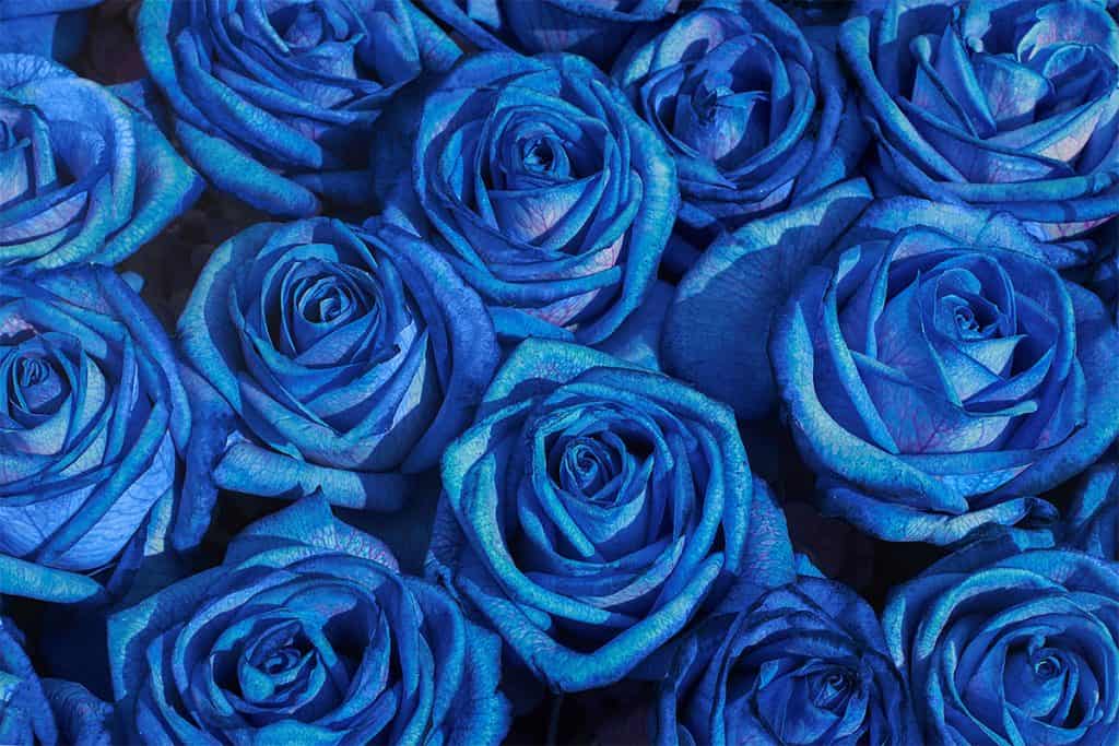 18 Rose Color Meanings That Are Just More Than Romantic - Facts.net