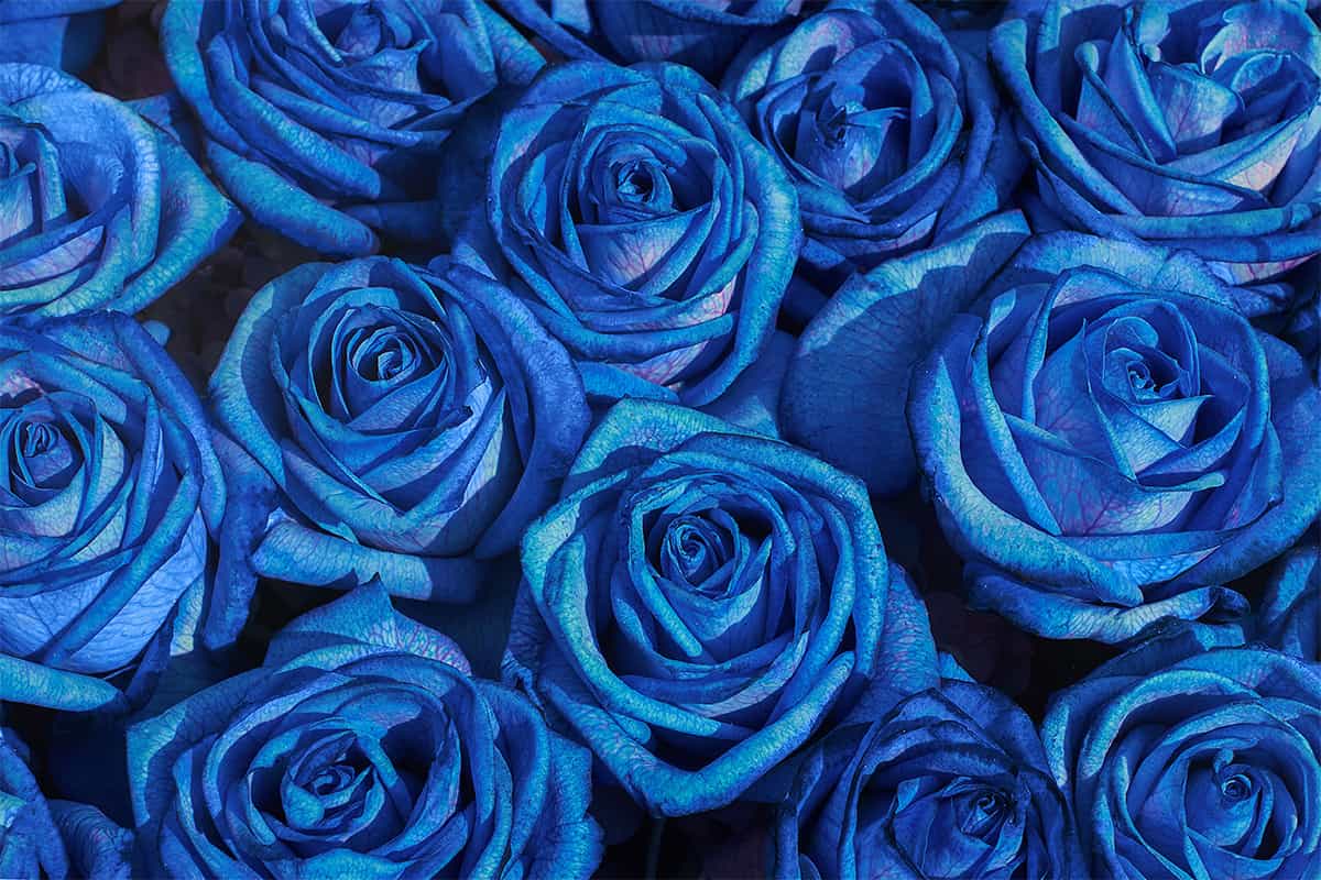 blue roses