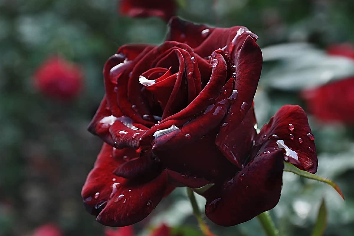 burgundy rose