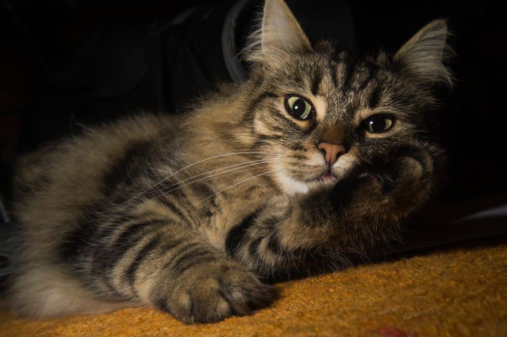 NORWEGIAN FOREST CAT FACTS visual data 3