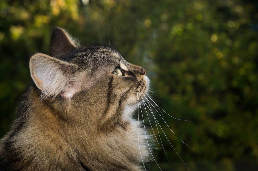 NORWEGIAN FOREST CAT FACTS FOR KIDS visual data 3
