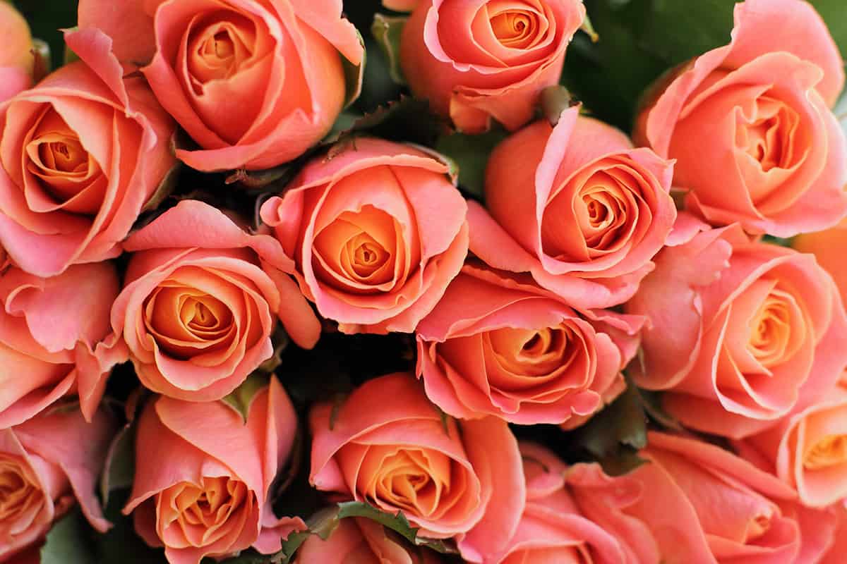 coral roses