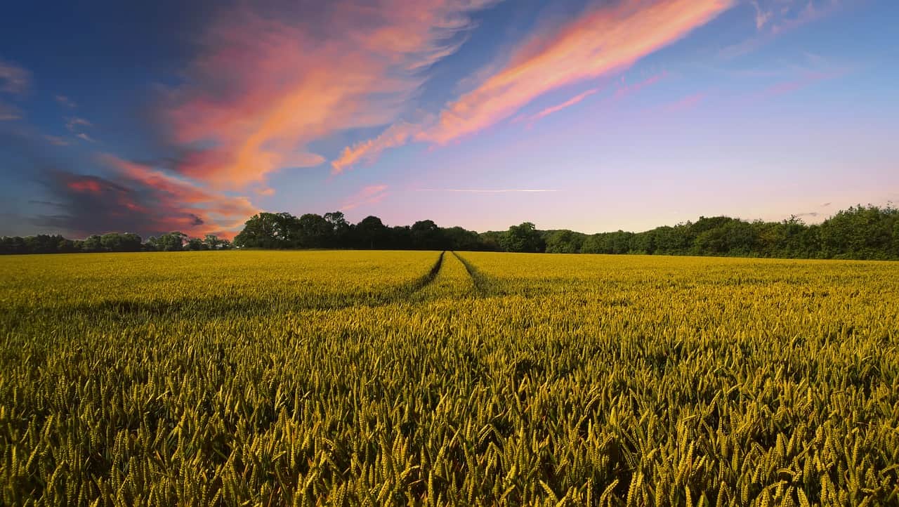 wheat field