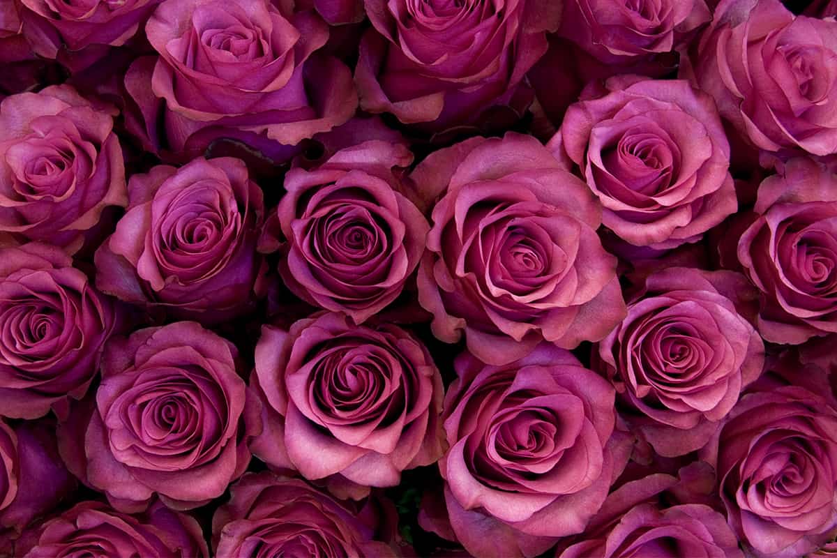 dark pink roses