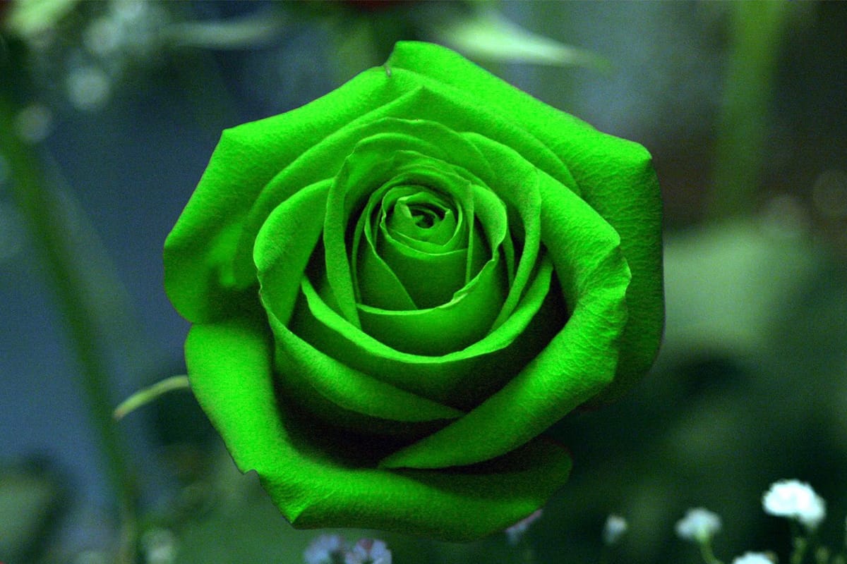 green rose