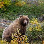 grizzly bear facts, wildlife