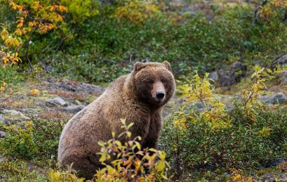 40 Grizzly Bear Facts About The Strongest Bear In The World