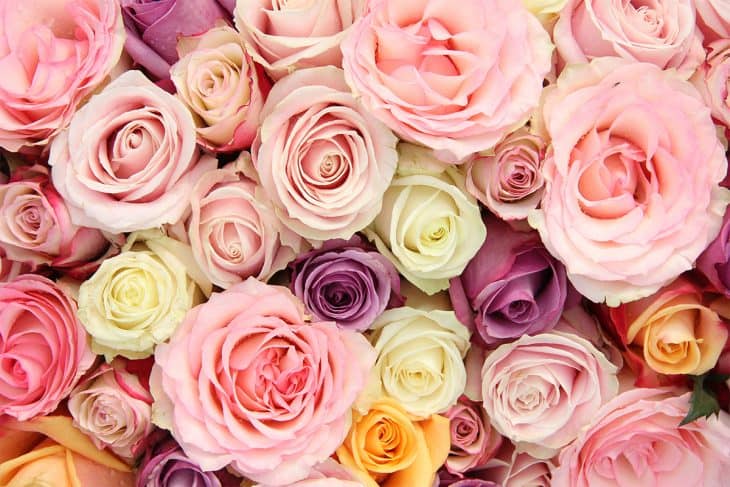 18 Rose Color Meanings That Are Just More Than Romantic - Facts.net