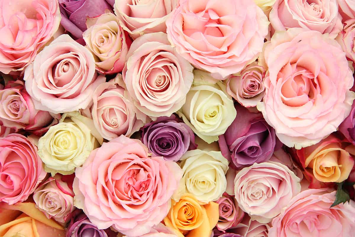 mixed roses