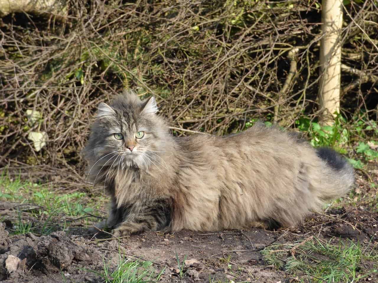 Norwegian Forest Cats: Legends and Lifestyle of the Skogkatt - Proper feeding and dietary considerations for Skogkatts