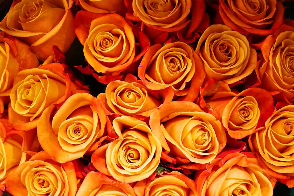 orange roses