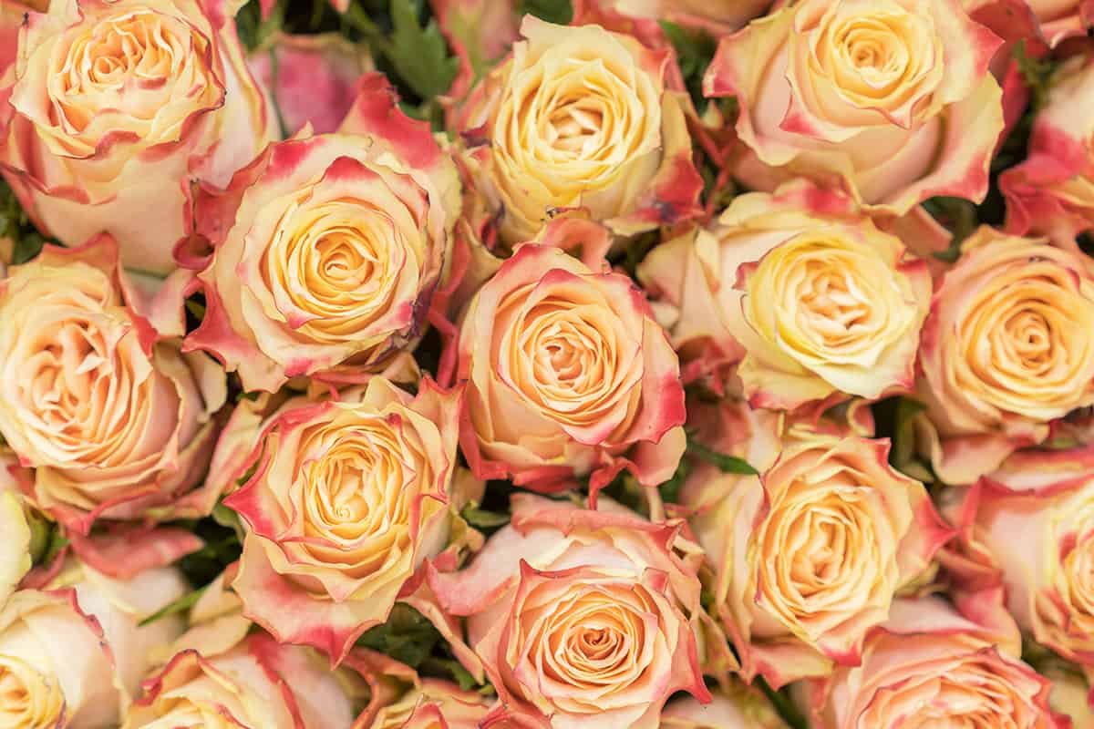 18 Rose Color Meanings That Are Just More Than Romantic Facts Bridage