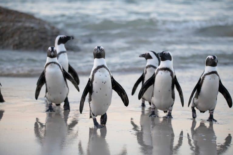 50 Adorable Penguin Facts That You Just Can't Miss