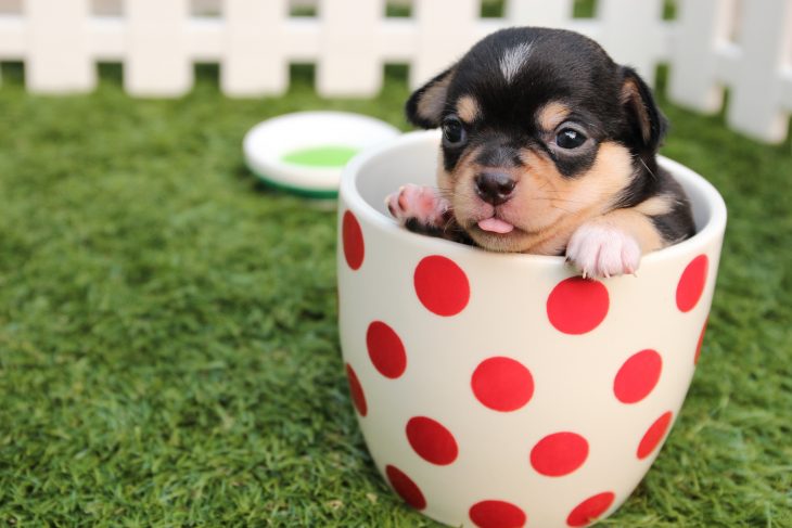 Live teacup store puppies for sale