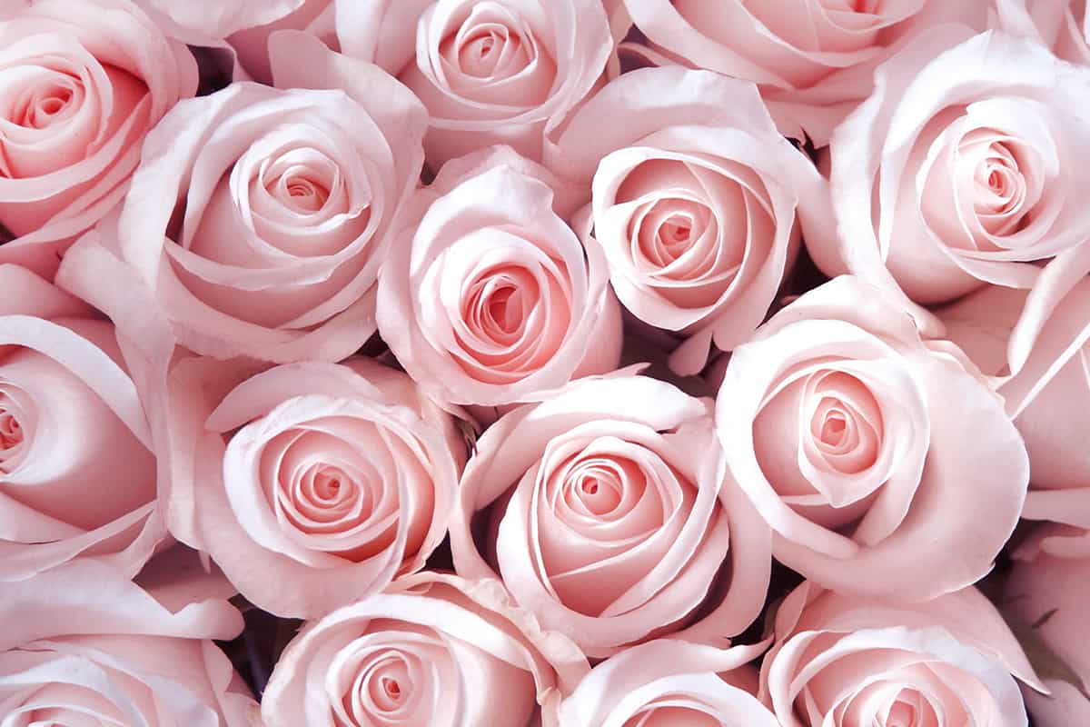 18 Rose Color Meanings That Are Just More Than Romantic Facts