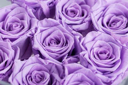 18 Rose Color Meanings That Are Just More Than Romantic - Facts.net