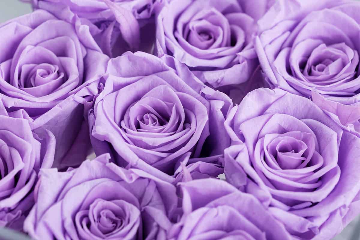 purple roses