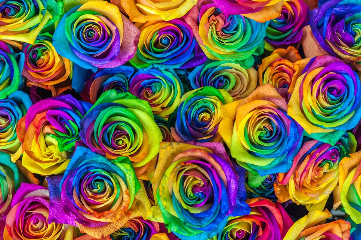 rainbow roses