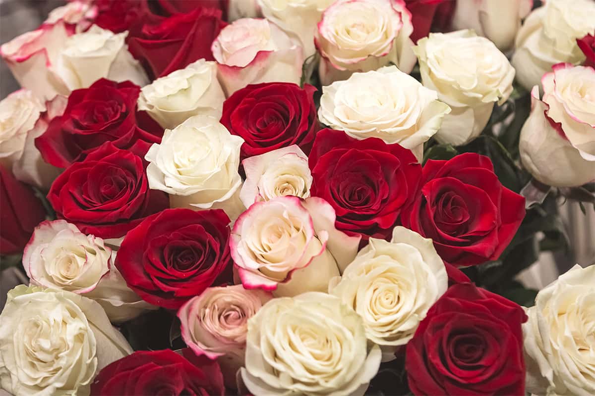 red and white roses