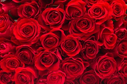 18 Rose Color Meanings That Are Just More Than Romantic - Facts.net