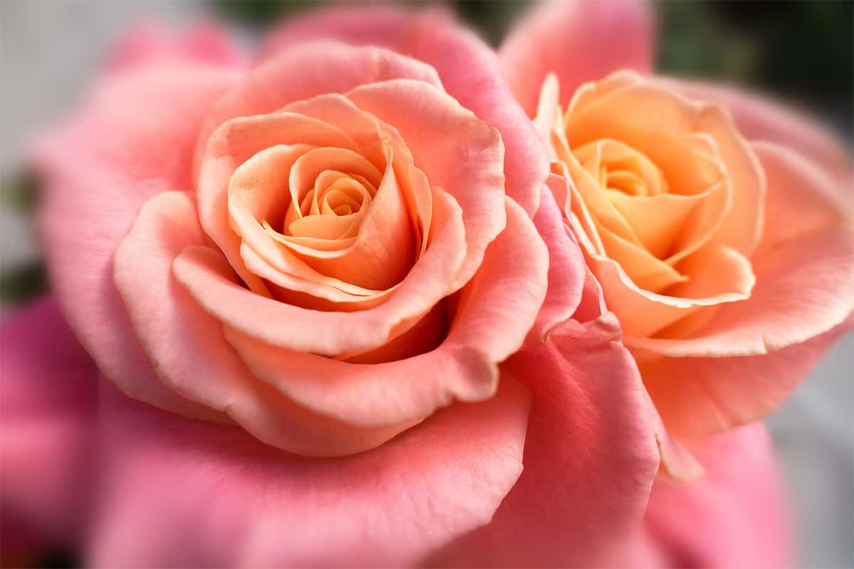salmon roses