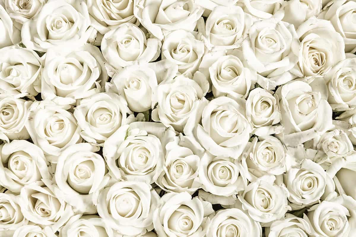 white roses