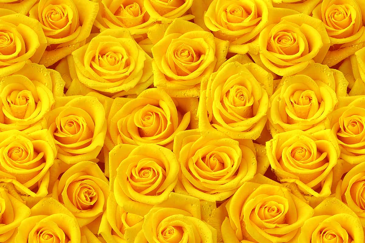 yellow roses