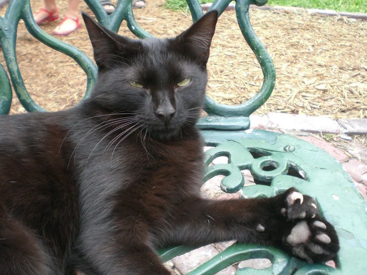 Hemmingway Cat Statue