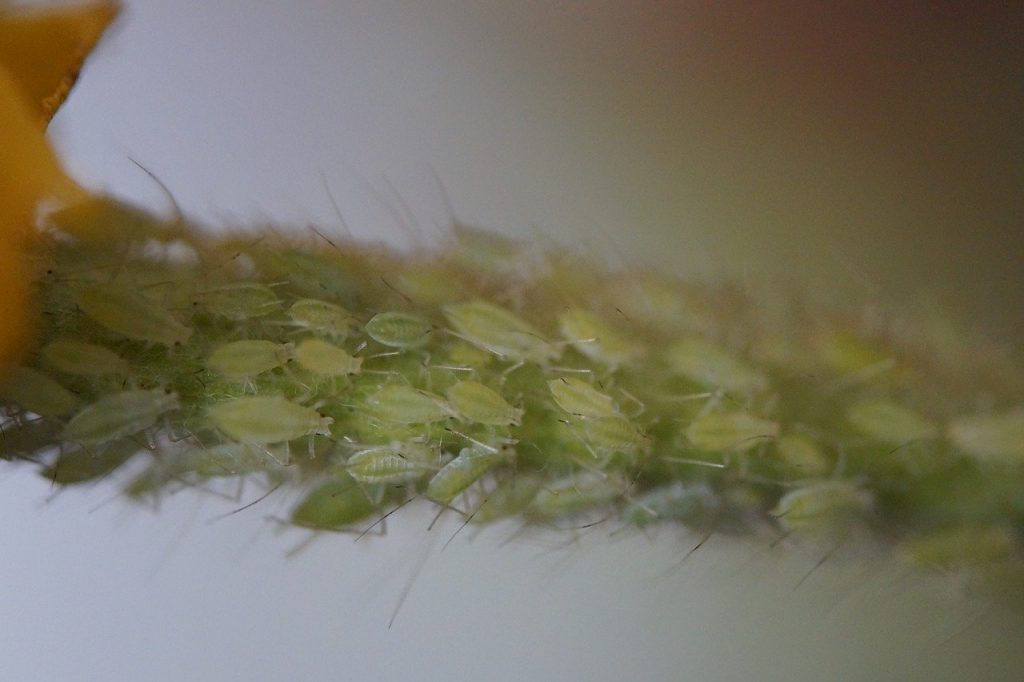 watermelon alphafly
