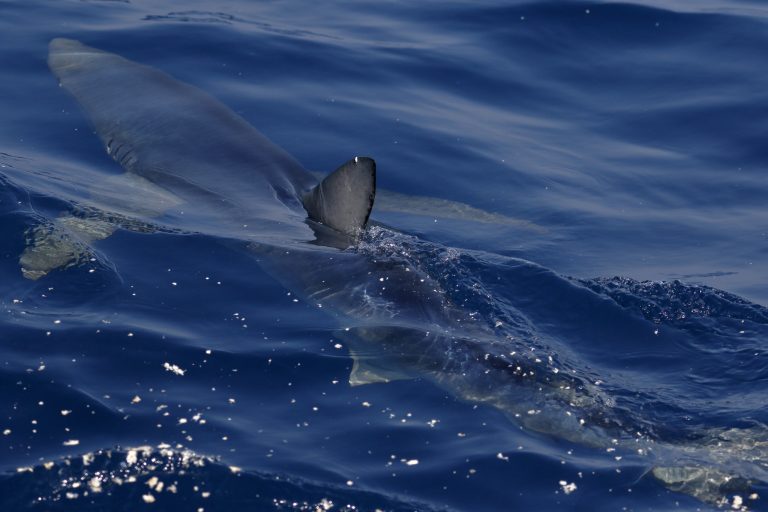 40 Menacing Mako Shark Facts About The Fastest Shark Alive