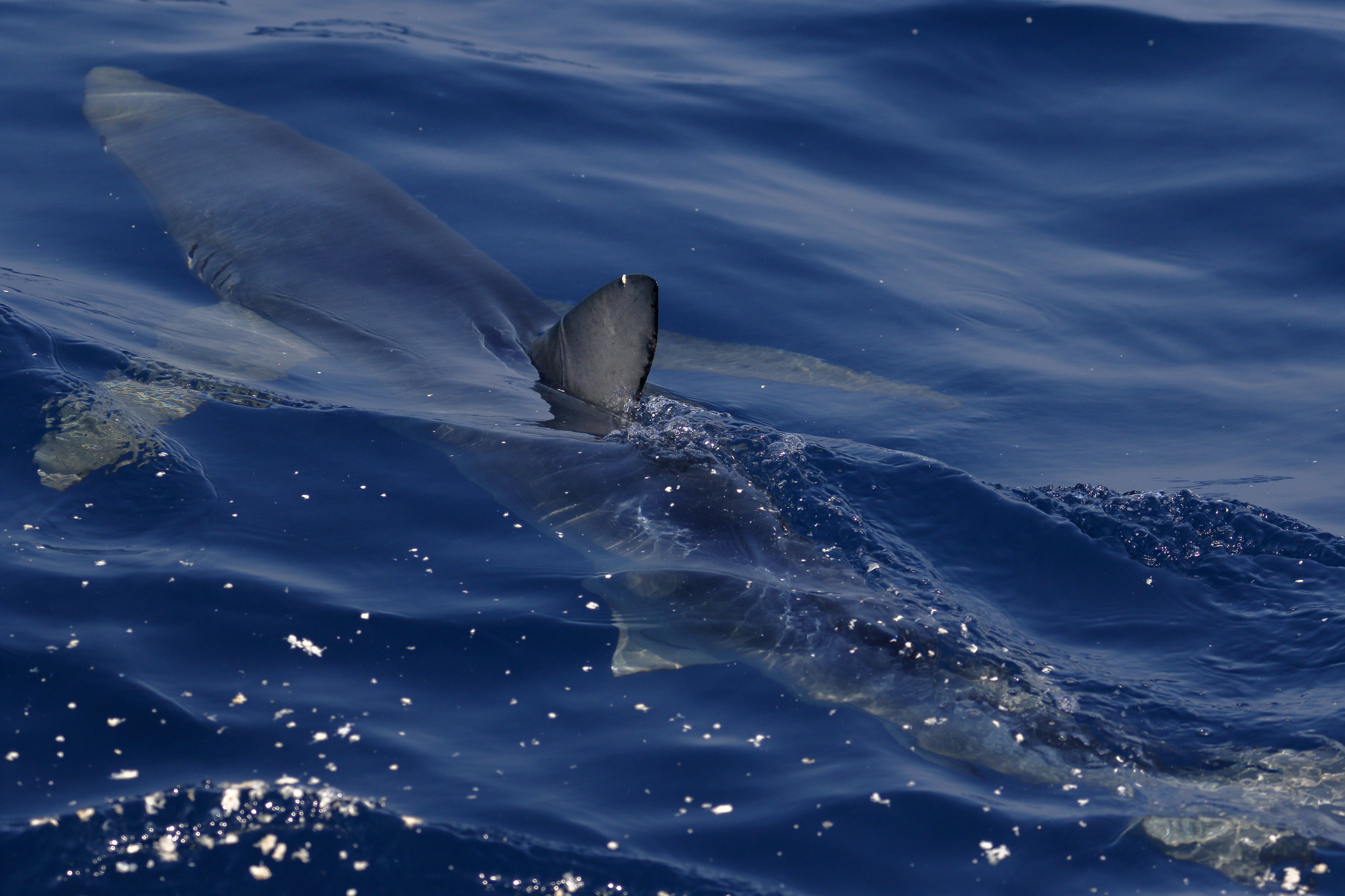 40 Menacing Mako Shark Facts About The Fastest Shark Alive