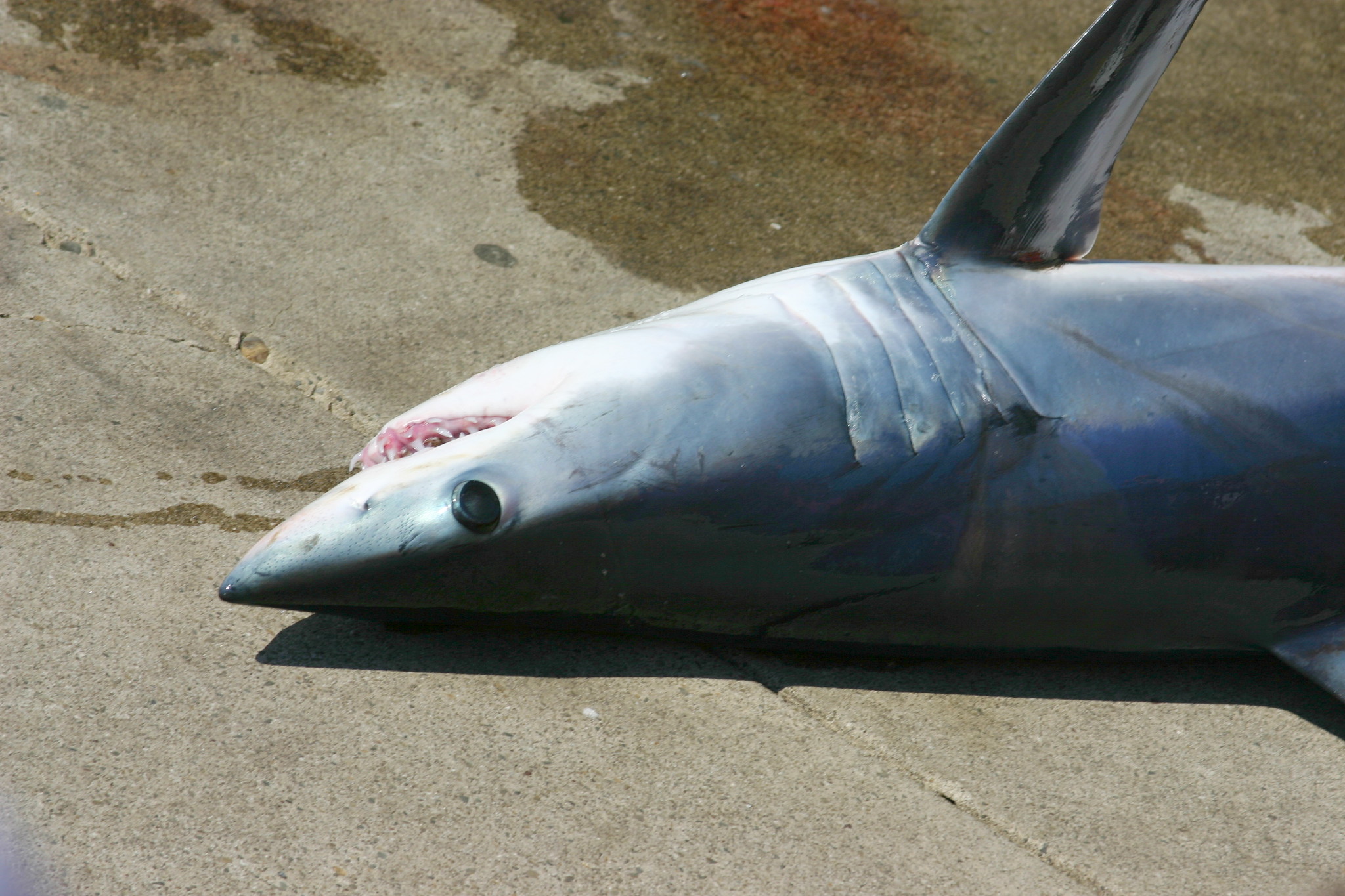 40 Menacing Mako Shark Facts About The Fastest Shark Alive