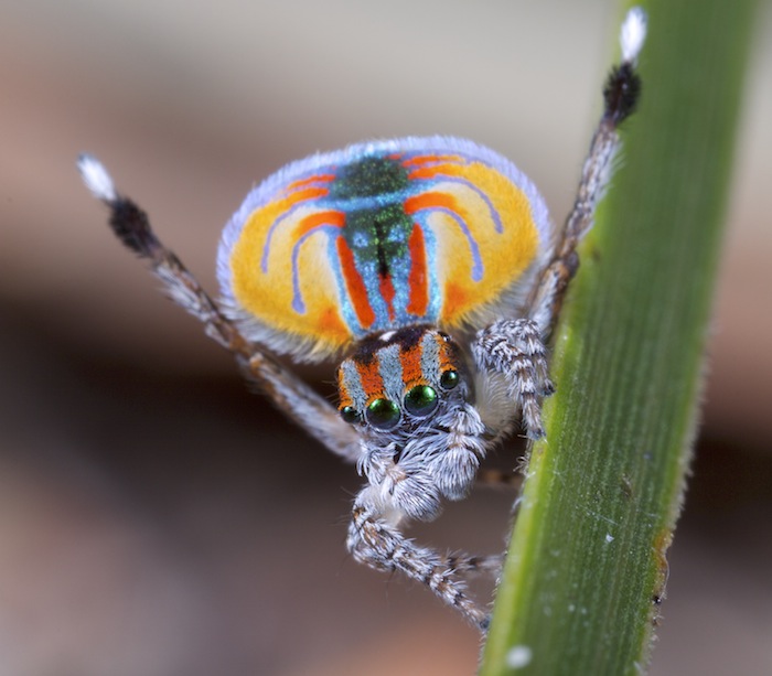 peacock spider, peacock spider facts