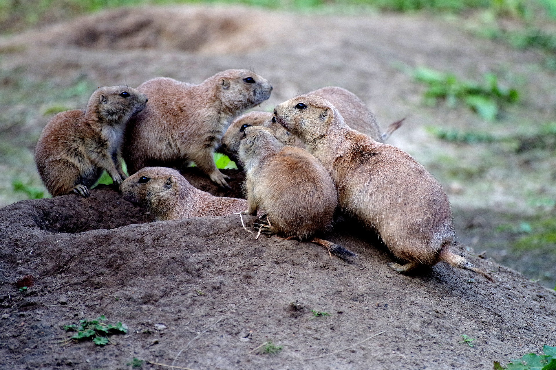 what are prairie dog babies called