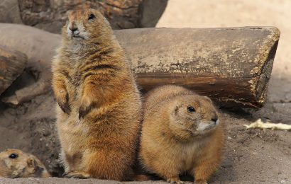 50 Interesting Prairie Dog Facts That You Never Knew About