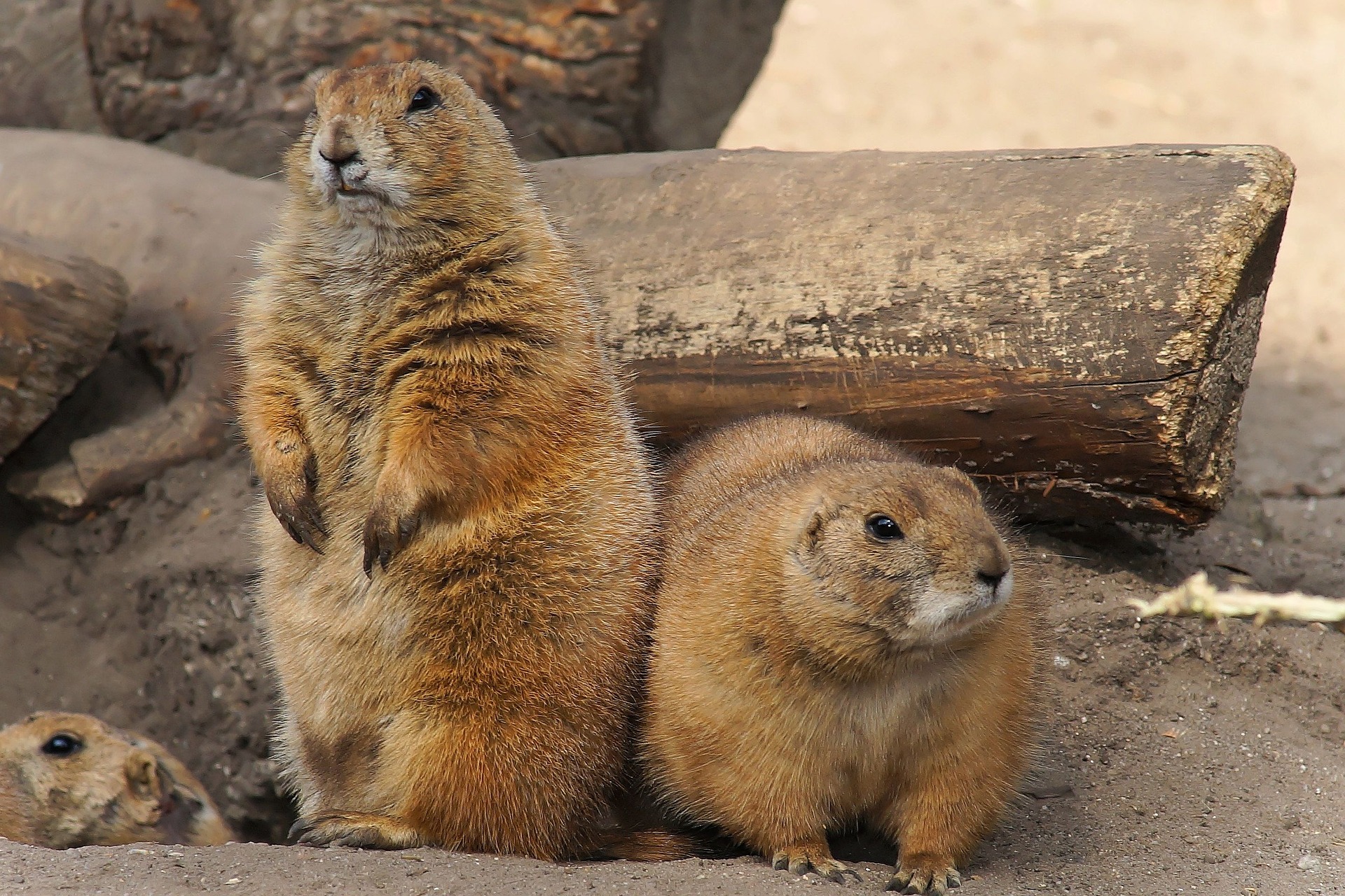 what color is a prairie dog