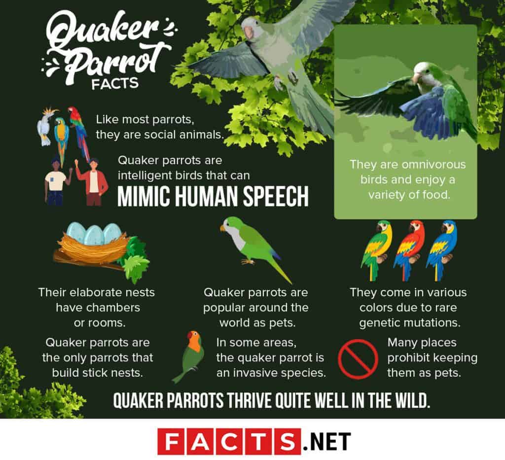 30 Quirky Facts About The Quaker Parrot - Facts.net