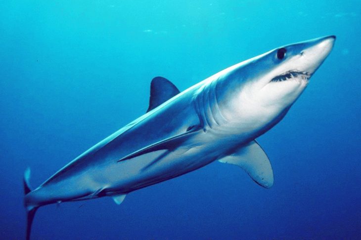 Shortfin Mako Shark, Mako Shark Facts, Isurus, Fastest Shark