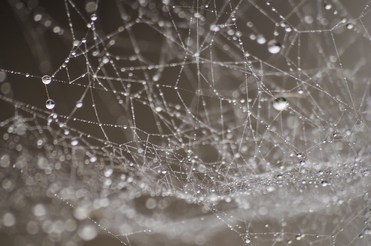 Peacock Spider, Spider Silk