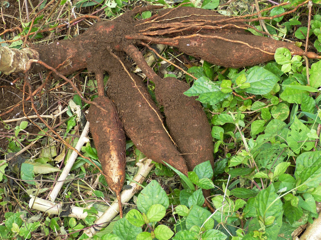 cassava, tapioca