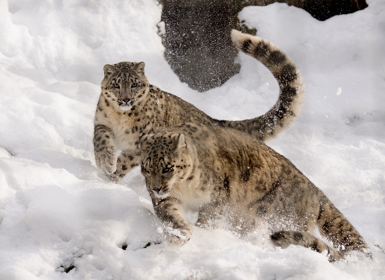 10 Things You Need To Know About Snow Leopards